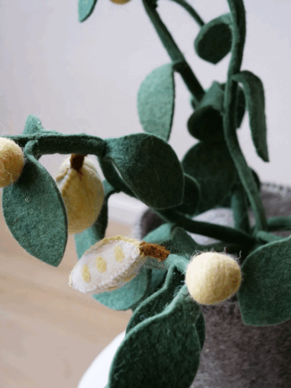 Plante déco - Citronnier – Image 3