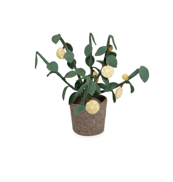 Plante déco - Citronnier