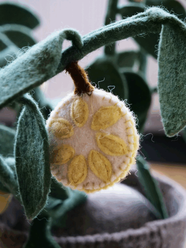 Plante déco - Citronnier – Image 2