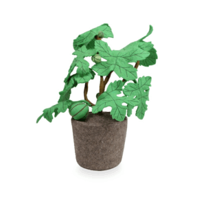 Plante déco - Ficus Carica