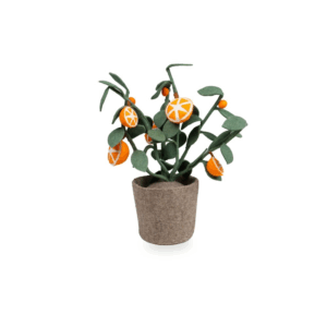 Plante déco - Oranger