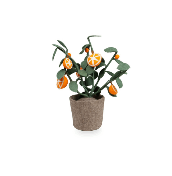 Plante déco - Oranger